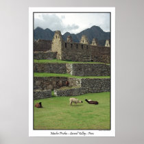 Llamas of Machu Picchu  Peru Print