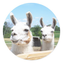 Llamas Sticker