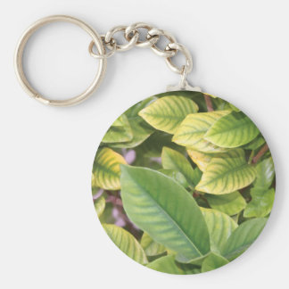 Llavero del verdor del Gardenia