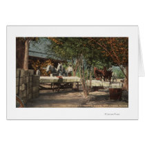 Loading Fruit at Longview Ranch Greeting Cards