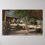 Loading Fruit at Longview Ranch Posters