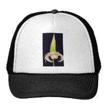 Lobbii (Bulbophyllum) flowers Hat