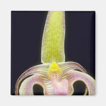 Lobbii (Bulbophyllum) flowers Magnet