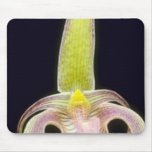 Lobbii (Bulbophyllum) flowers Mouse Pad