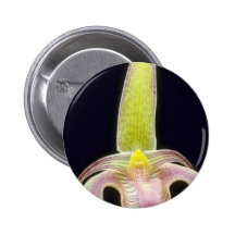 Lobbii (Bulbophyllum) flowers Pin