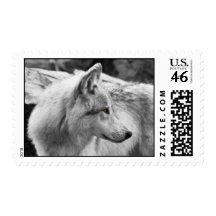 Lobo blanco y negro envio