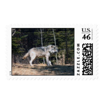 Lobo gris envio