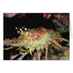 Lobster Cards
