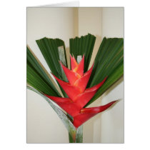 Lobster claw Heliconia flower cards