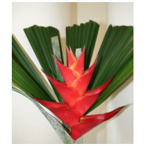 Lobster claw Heliconia flower t-shirts