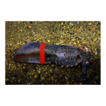 Lobster Claw posters by creative_eye Lobster Claw posters