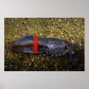Lobster Claw posters
