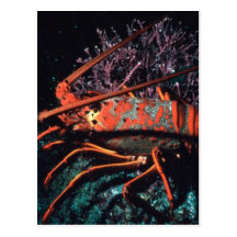 Lobster Crawling Post Card