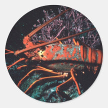 Lobster Crawling Round Sticker