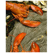 Lobsters t-shirts by Recipes101 Lobsters t-shirts