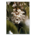 Locust Blossoms cards