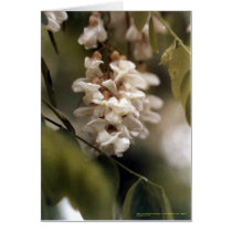 Locust Blossoms cards by Poetic_Justice Locust Blossoms cards