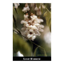 Locust Blossoms posters