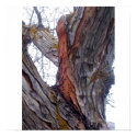 Locust Tree posters by shaleane Locust Tree posters