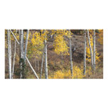 Log Fence in Autumn Woods Photo Cards