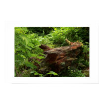 Log in the woods. posters by Acorns_tree Log in the woods. posters