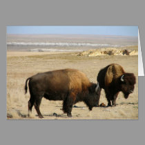 Logan County Bison cards