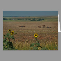 Logan County Horses cards by wksimages Logan County Horses cards