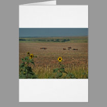 Logan County Horses cards