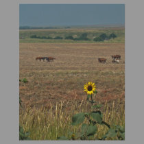 Logan County Horses flyers by wksimages Logan County Horses flyers