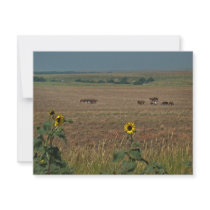 Logan County Horses invitations