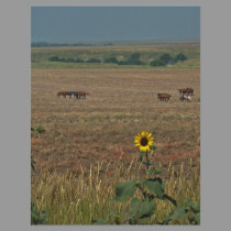 Logan County Horses letterhead by wksimages Logan County Horses letterhead