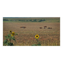 Logan County Horses photo cards