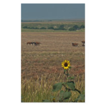Logan County Horses stationery