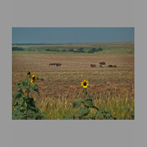 Logan County Horses t-shirts by wksimages Logan County Horses t-shirts