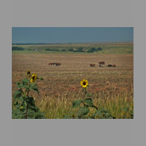 Logan County Horses t-shirts by wksimages Logan County Horses t-shirts