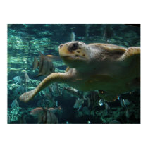 Logger Head Sea Turtle posters