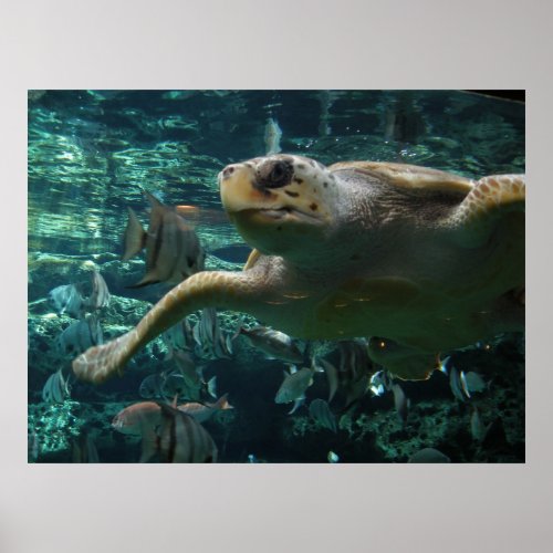 Logger Head Sea Turtle print