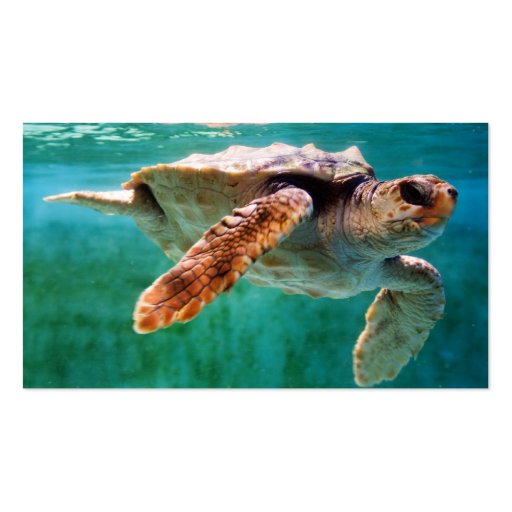 Loggerhead #2 Mini Print Business Cards