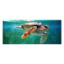 Loggerhead #2 Photo