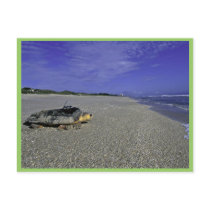 Loggerhead Sea Turtle at Archie Carr National Wild Post Cards