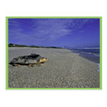 Loggerhead Sea Turtle at Archie Carr National Wild Post Cards