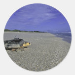 Loggerhead Sea Turtle at Archie Carr National Wild Round Stickers