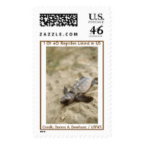 Loggerhead Sea Turtle Hatchling postage by moxieann Loggerhead Sea Turtle Hatchling postage