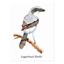 Loggerhead Shrike Post Card
