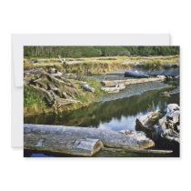 Logs In Creek, Gold Bluffs Beach Personalized Invitation