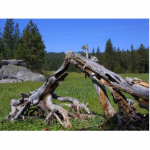 Logs Meadows photo sculptures by lifesphere Logs Meadows photo sculptures