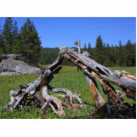 Logs Meadows Photo Sculpture
