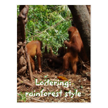 Loitering Rainforest Wildlife Style Postcards