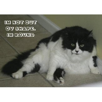 LOL Cat card card
