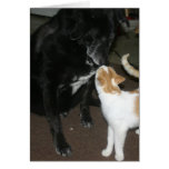 LOL Cat card